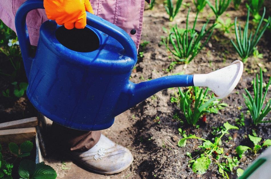 Benefícios de ter uma horta em casa