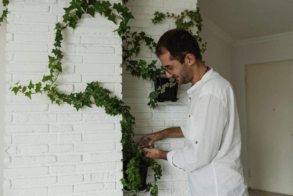 Como cuidar de jardins verticais internos